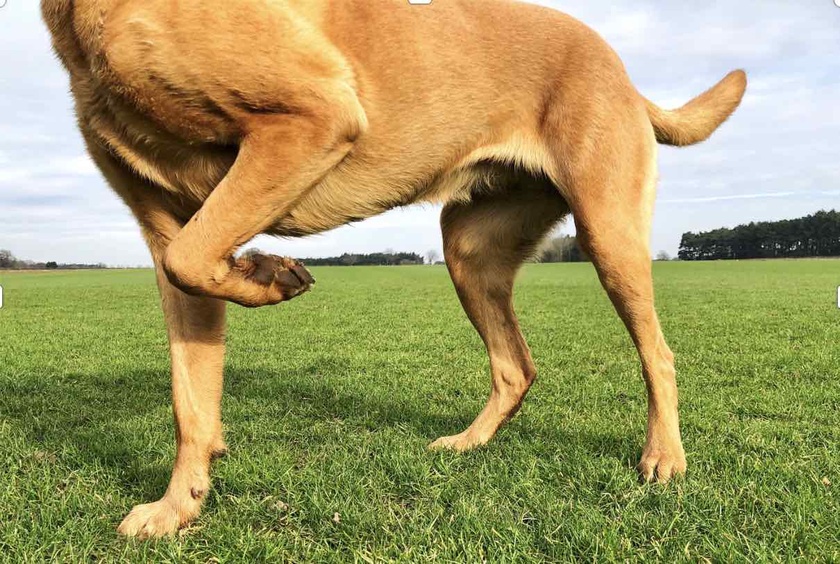 Slidgigt hunde katte